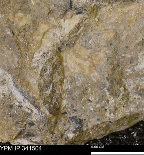 Scaphites sp.