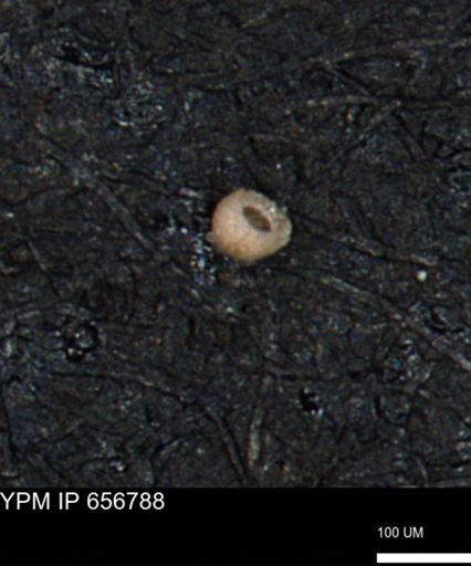 Clathrocyclas (Clathrocyclas) irrasa