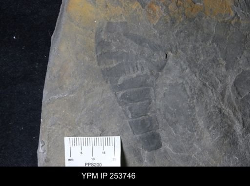 Eurypterida