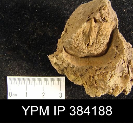 undet. Strophomenida