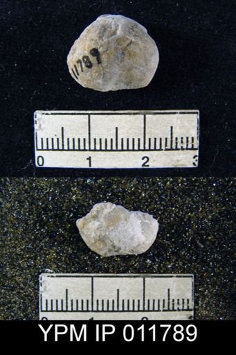 Marginifera sublaevis
