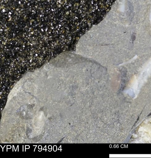 undet. Mollusca