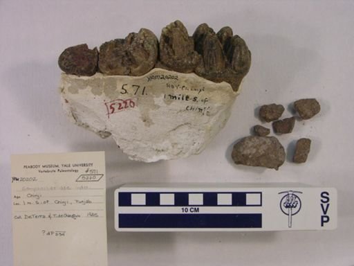 Protanancus chinjiensis