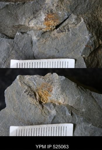 Chauvelicystis sp.