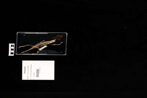 Tribolonotus gracilis