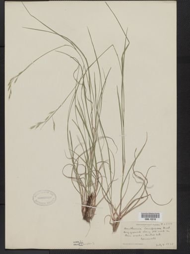 Danthonia compressa