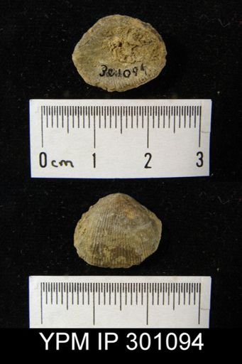 Productus sp.
