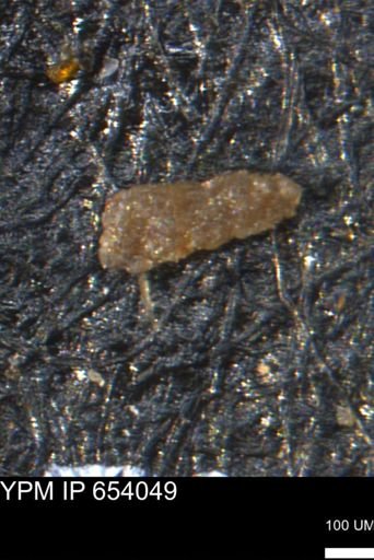 Verneuilinoides hectori