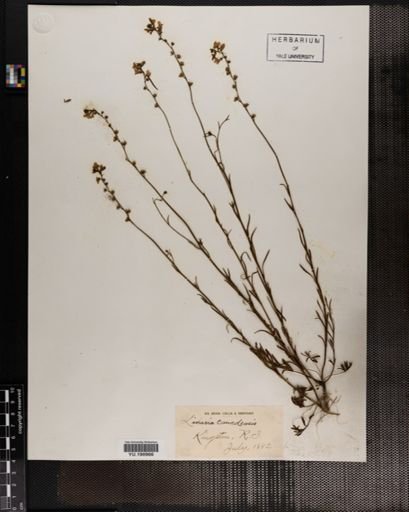 Plantae
