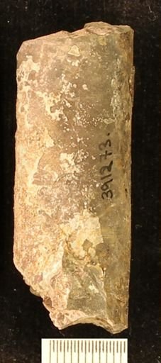 Baculites