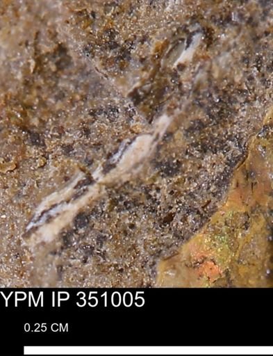 undet. Mollusca