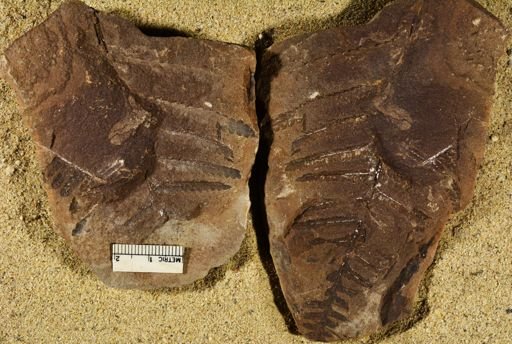 Pecopteris miltoni