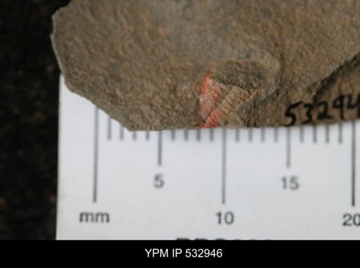 undet. Trilobita