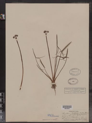Sagittaria latifolia f. gracilis