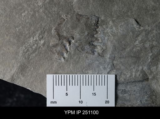 Phyllocarida?