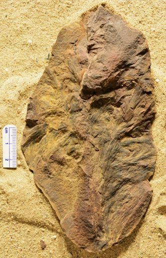 Aphlebia