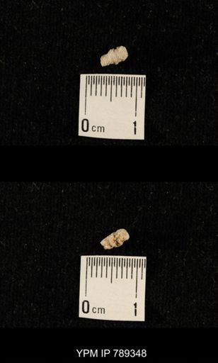 undet. Bryozoa
