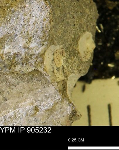 undet. Mollusca