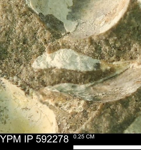 undet. Bivalvia