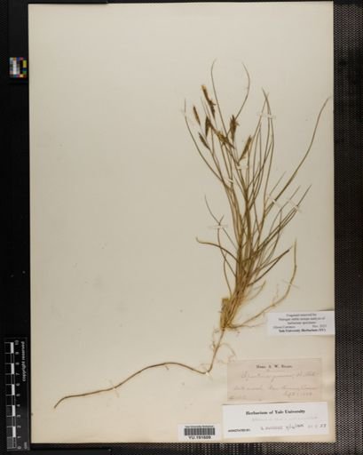 Plantae