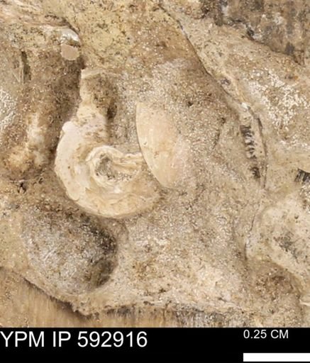 undet. Bivalvia