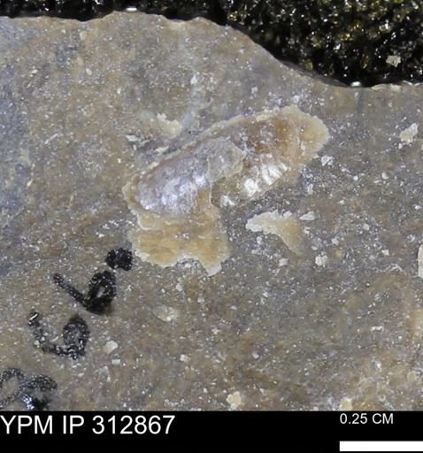 undet. Mollusca
