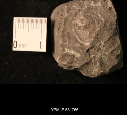 Orbiculoidea lodiensis media