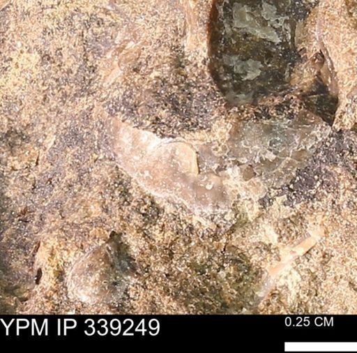 undet. Mollusca