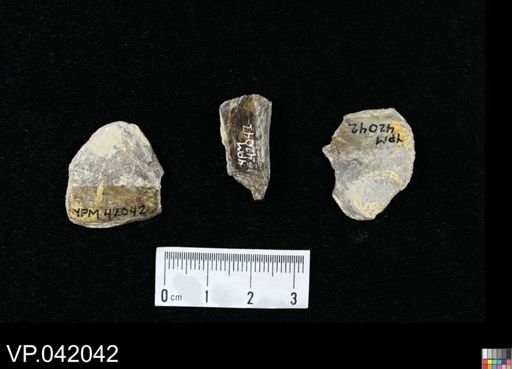 undet. Actinopterygii