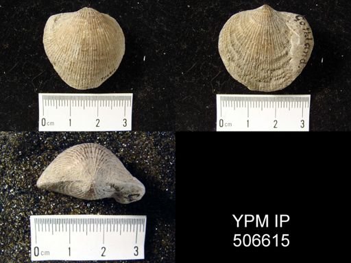 Atrypa reticularis