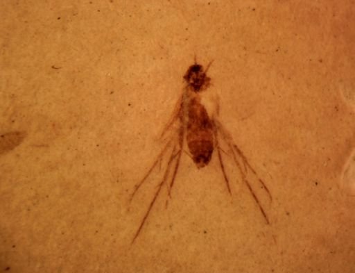 Mycetophilidae?