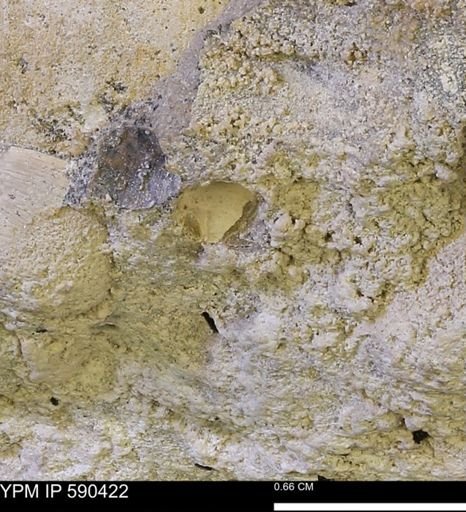 undet. Bivalvia