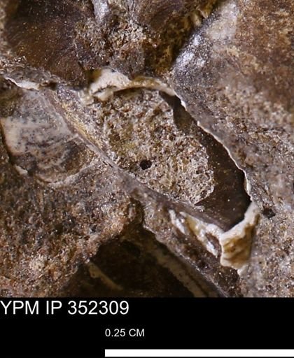 undet. Mollusca