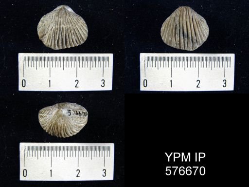 Anastrophia internascens