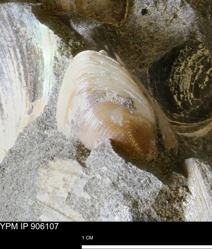 Limopsis striatopunctatus