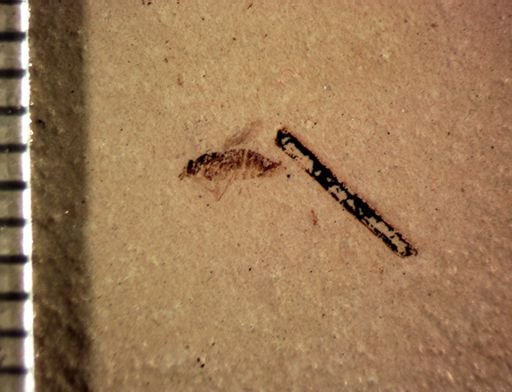 undet. Diptera