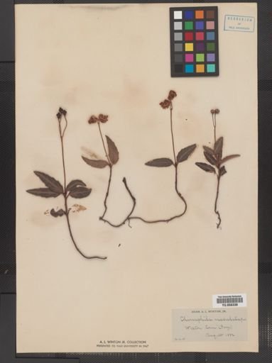 Chimaphila maculata