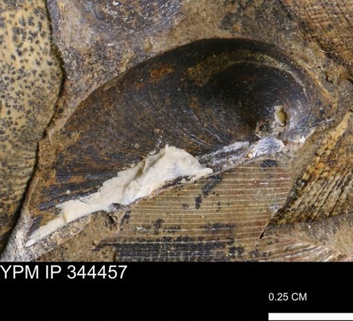 Limopsis striatopunctatus