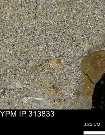 undet. Scaphopoda
