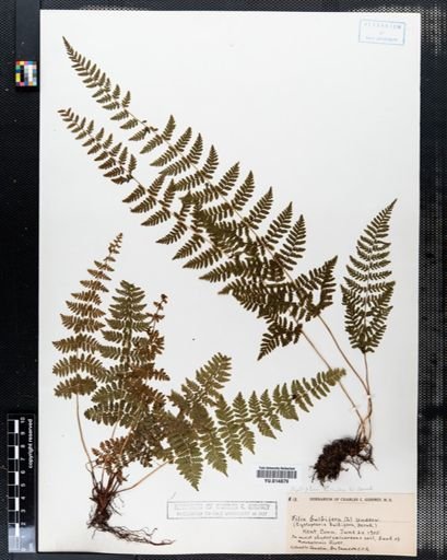Cystopteris bulbifera