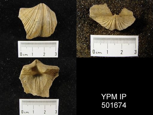 Neospirifer cameratus
