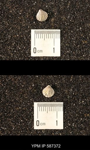 Camarotoechia whitei