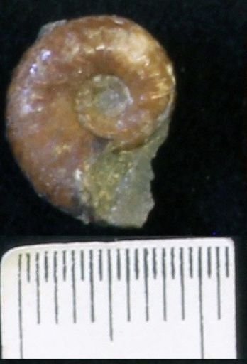 undet. Scaphitidae