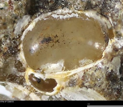 Corbulamella gregaria