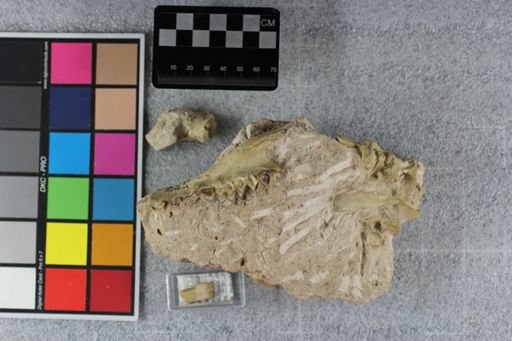Merycoidodon culbertsoni culbertsoni