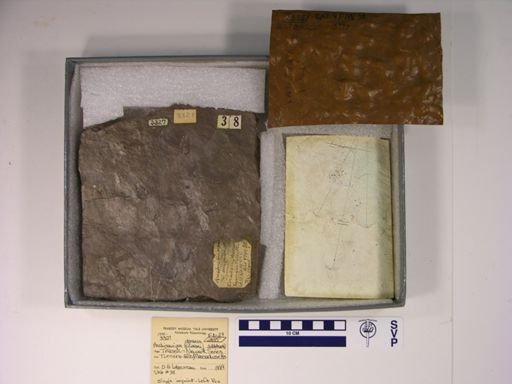 Anchisauripus dananus