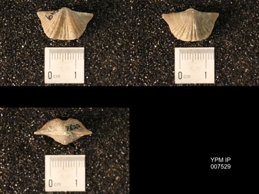 Platystrophia sp.