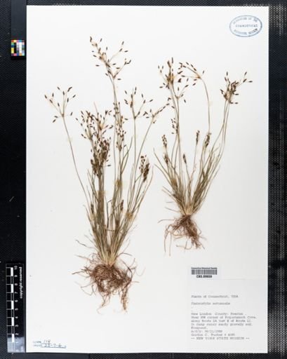 Fimbristylis autumnalis