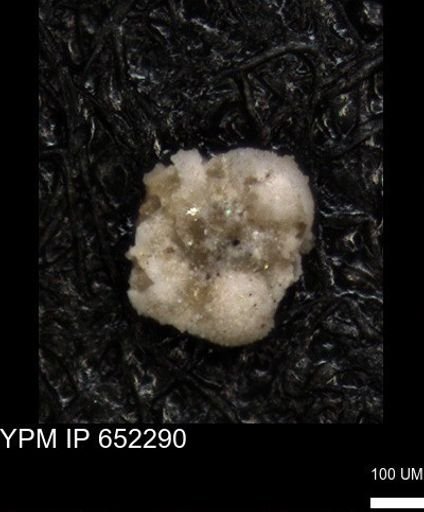 undet. Foraminiferida