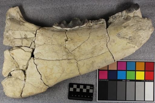 Titanotherium sp.